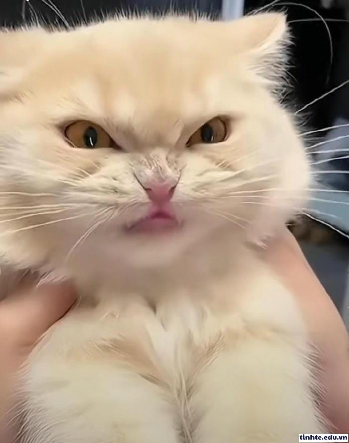 Meme khinh bỉ hài hước